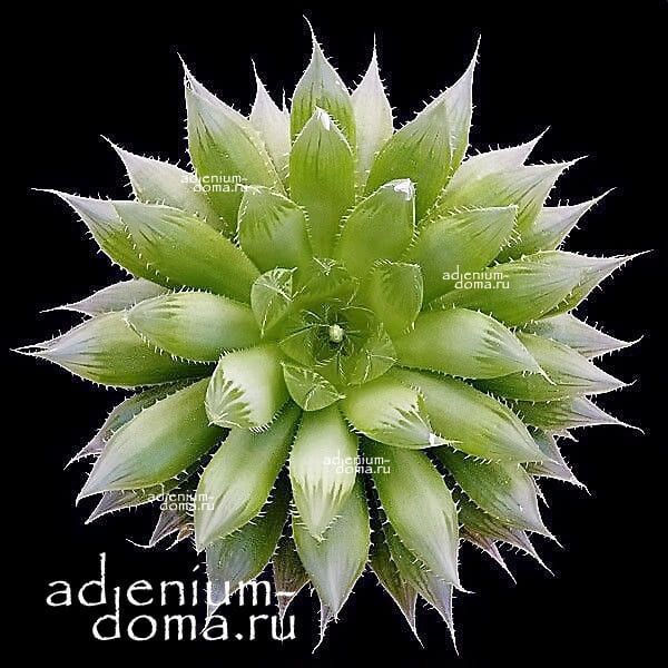 Растение Haworthia COOPERI Хавортия Купера 2