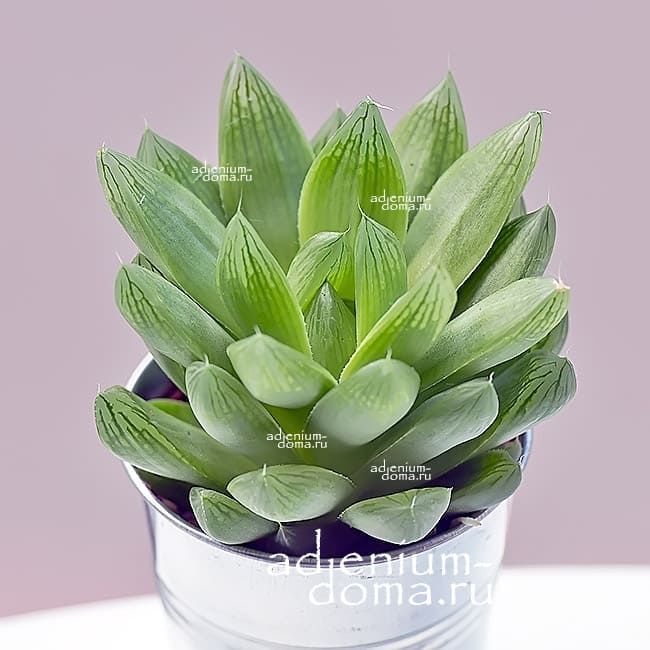 Растение Haworthia COOPERI Хавортия Купера 3