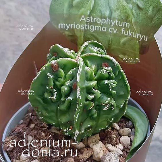 Растение Astrophytum MYRIOSTIGMA HAKUJO FUKURYU Астрофитум многорыльцевый Хакудзо Фукурю крапчатый Мириостигма 2