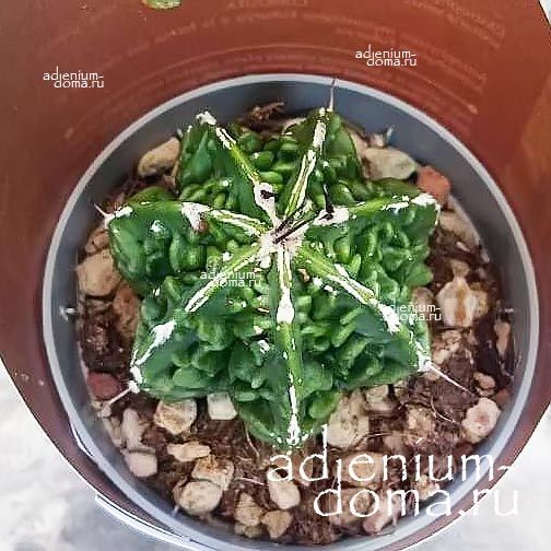 Растение Astrophytum MYRIOSTIGMA HAKUJO FUKURYU Астрофитум многорыльцевый Хакудзо Фукурю крапчатый Мириостигма 2