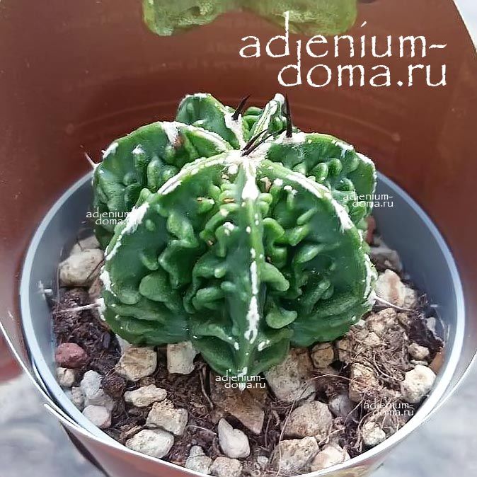 Растение Astrophytum MYRIOSTIGMA HAKUJO FUKURYU Астрофитум многорыльцевый Хакудзо Фукурю крапчатый Мириостигма 3