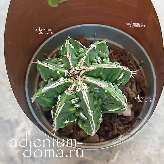 Растение Astrophytum MYRIOSTIGMA HAKUJO FUKURYU Астрофитум многорыльцевый Хакудзо Фукурю крапчатый Мириостигма 2