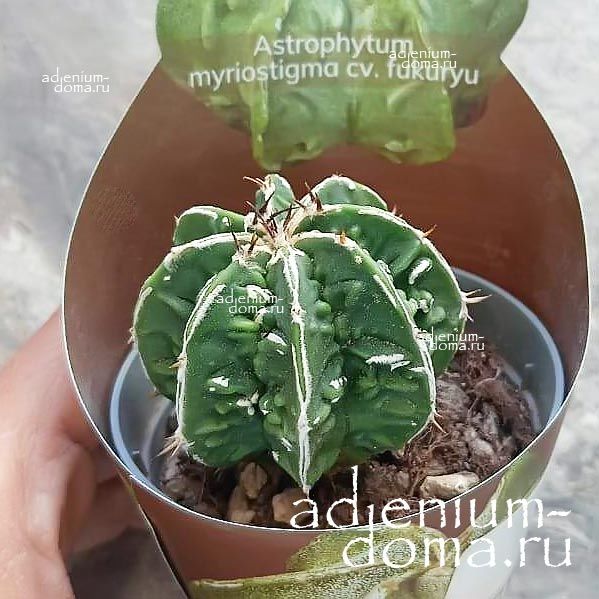 Растение Astrophytum MYRIOSTIGMA HAKUJO FUKURYU Астрофитум многорыльцевый Хакудзо Фукурю крапчатый Мириостигма 3