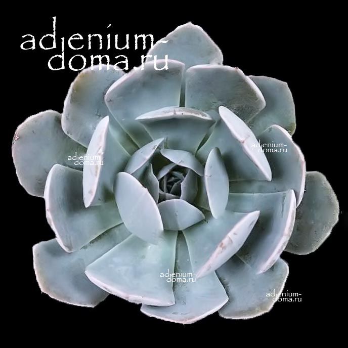 Растение Echeveria GREY PRINCE Эхеверия Серый Принц Эчеверия Грэй Принс 2