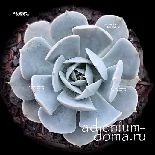 Растение Echeveria GREY PRINCE Эхеверия Серый Принц Эчеверия Грэй Принс 3