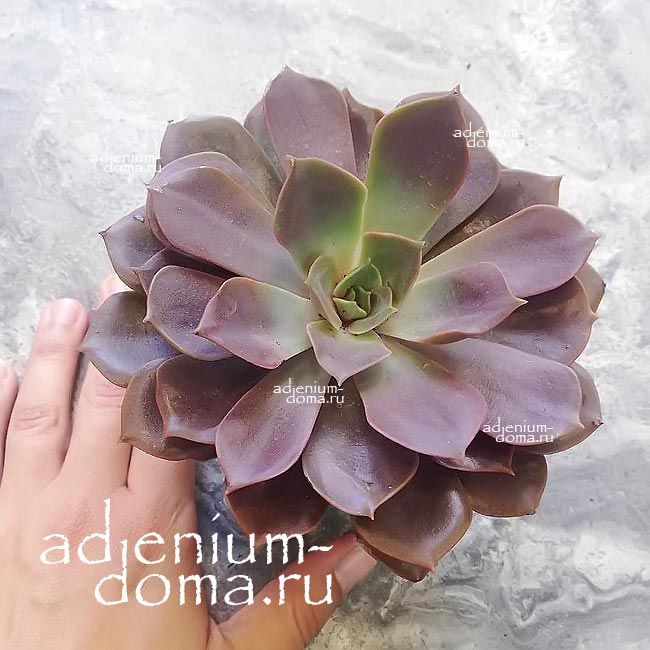 Растение Echeveria NINA Эхеверия Нина Эчеверия 2