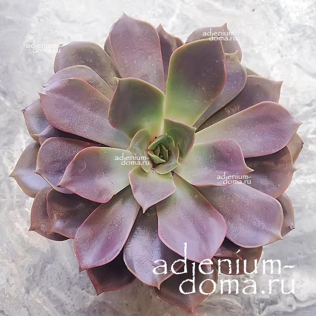 Растение Echeveria NINA Эхеверия Нина Эчеверия 3