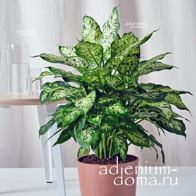 Растение Dieffenbachia SEGUINE AMY Диффенбахия пятнистая Эми Сегена Ами 2