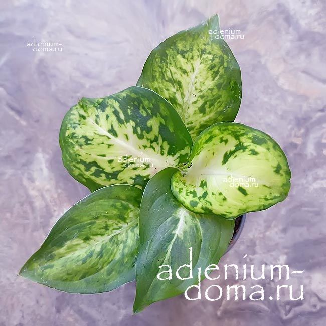 Растение Dieffenbachia SEGUINE AMY Диффенбахия пятнистая Эми Сегена Ами 3