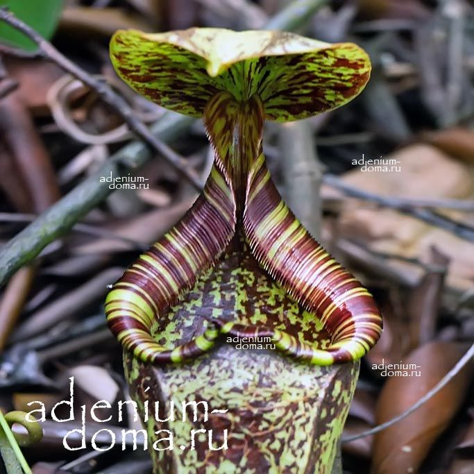 Nepenthes RAFFLESIANA Непентес Раффлза Кувшиночник Рафлези Мухоловка Кувшинчик-убийца 2