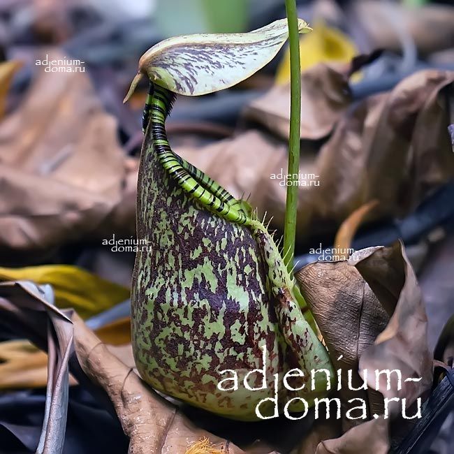 Nepenthes RAFFLESIANA Непентес Раффлза Кувшиночник Рафлези Мухоловка Кувшинчик-убийца 3