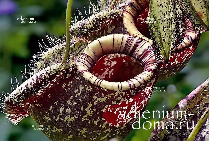 Nepenthes RAFFLESIANA Непентес Раффлза Кувшиночник Рафлези Мухоловка Кувшинчик-убийца 1