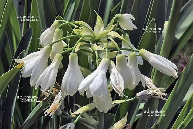 Ornithogalum VIRIDIFLORUM Galtonia Птицемлечник зеленоцветковый Орнитогалум Виридифлорум Гальтония 2