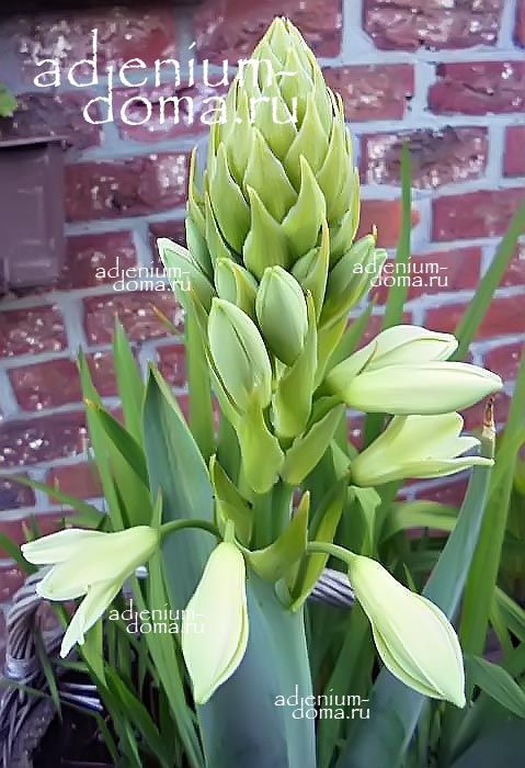 Ornithogalum VIRIDIFLORUM Galtonia Птицемлечник зеленоцветковый Орнитогалум Виридифлорум Гальтония 3