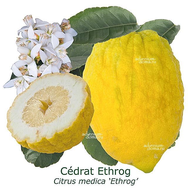 Citrus MEDICA ETHROG Цитрус медика Этрог Цитрон Цедрат 3