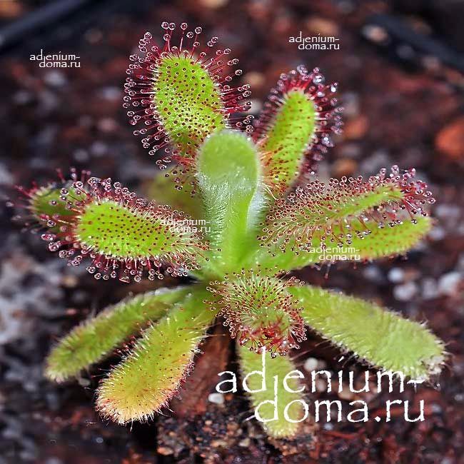 Drosera HILARIS Росянка рубчиковая Дрозера Хилари 3