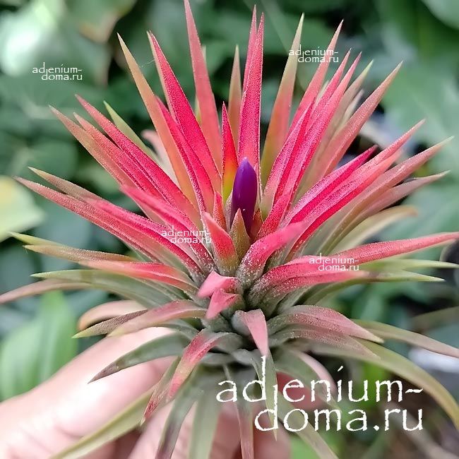 Растение Tillandsia IONANTHA Huamelula Тилландсия фиалкоцветковая 2