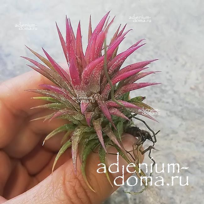 Растение Tillandsia IONANTHA Huamelula Тилландсия фиалкоцветковая 3