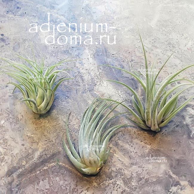 Растение Tillandsia IONANTHA SILVER Тилландсия фиалкоцветковая серебристая 3