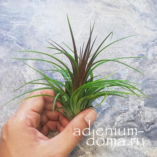 Растение Tillandsia IONANTHA TENUIFOLIA Тилландсия фиалкоцветковая узколистная 3