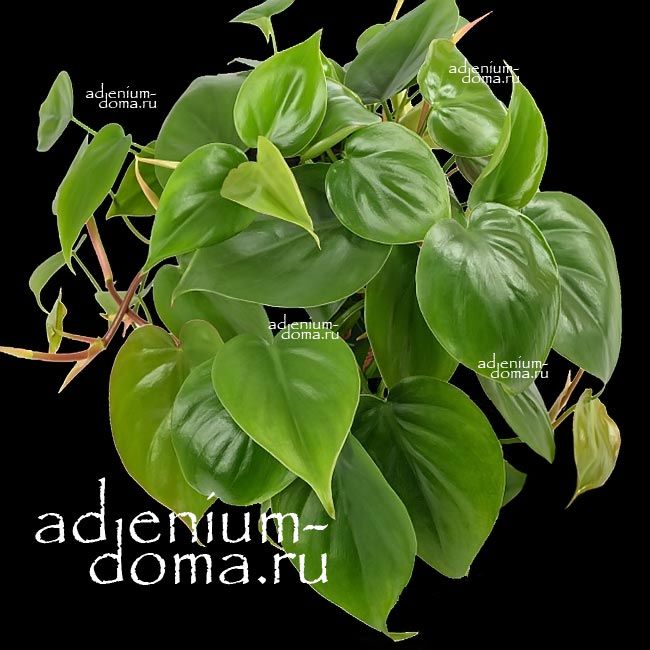 Растение Philodendron HEDERACEUM Филодендрон плющевидный 3