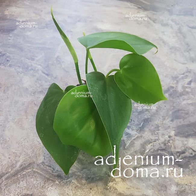 Растение Philodendron HEDERACEUM Филодендрон плющевидный 2