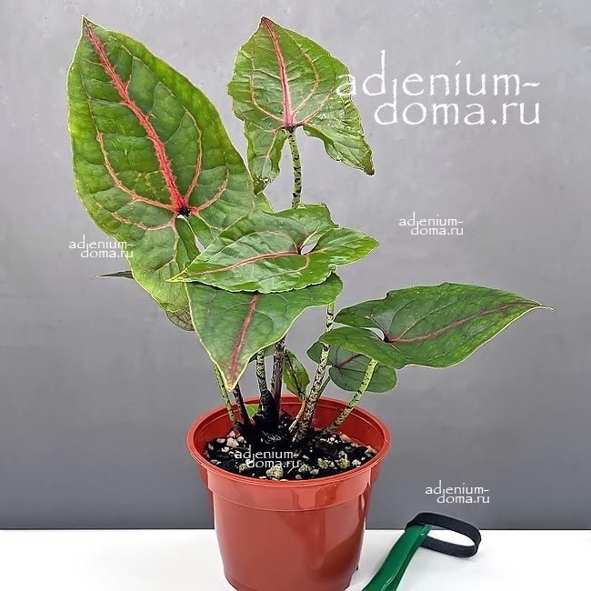 Cyrtosperma JOHNSTONII Alocasia Циртосперма Джонстона Алоказия 1