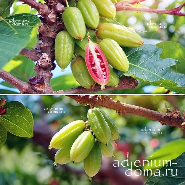 Averrhoa BILIMBI Аверроа Билимби Огуречное дерево Аверройя 2