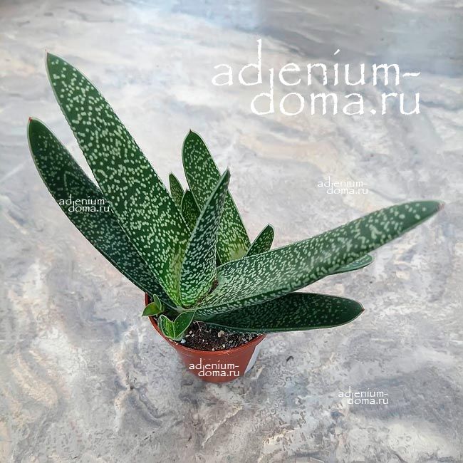 Растение Gasteria CARINATA VERRUCOSA Гастерия килеватая бородавчатая Карината Веррукоза 3