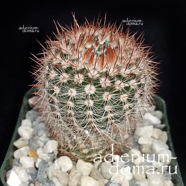 Растение Notocactus SCHLOSSERI Parodia ERUBESCENS Нотокактус Шлоссера Пародия краснеющая 3