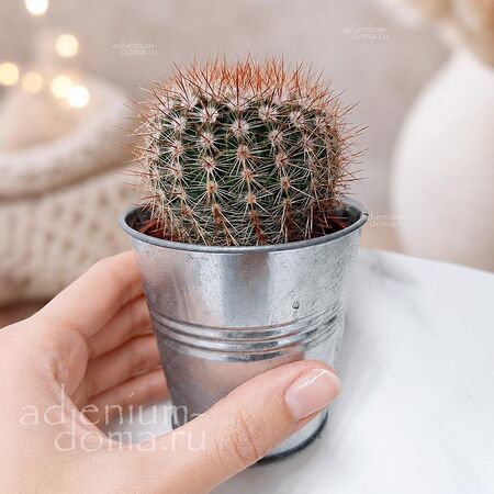 Растение ⌀ 5 Notocactus SCHLOSSERI (Нотокактус)