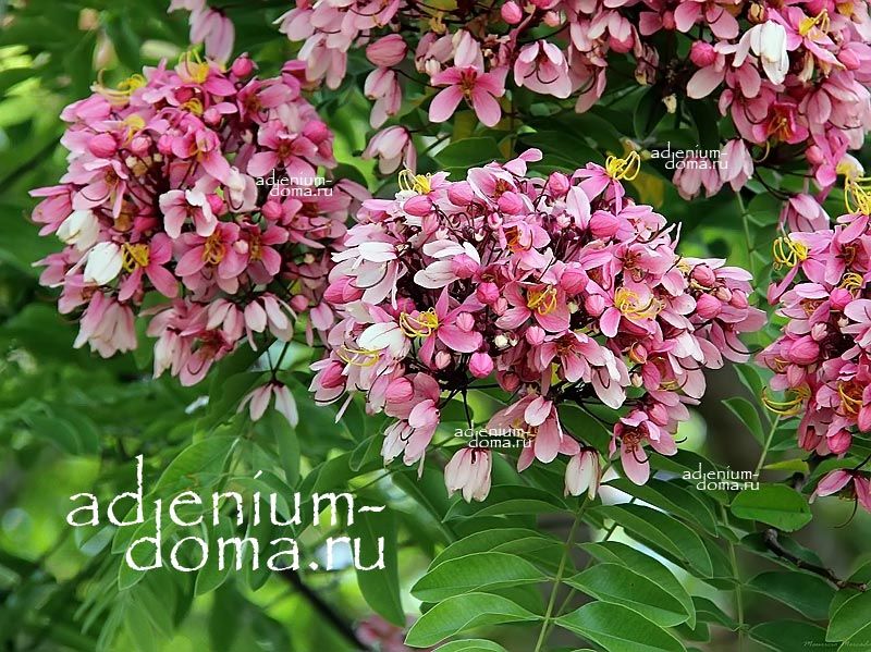 Cassia JAVANICA NODOSA Apple Blossom Кассия яванская узловатая Яваника Нодоса Яблоневый цвет 3