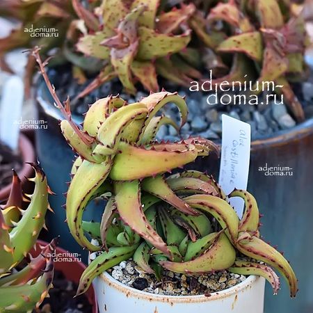 Aloe CASTILLONIAE (Алоэ)