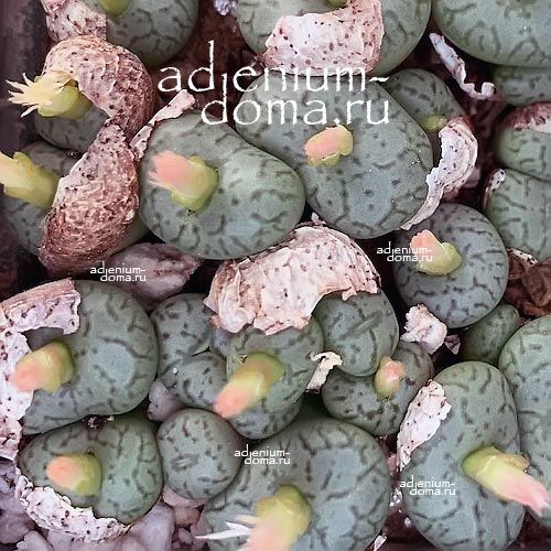 Conophytum MINIMUM Конофитум Минимум 3