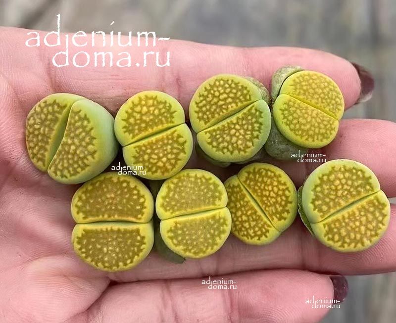 Lithops HALLII OCHRACEA GREEN SOAPSTONE Литопс Холла охристый Зеленый мыльный камень Халли Охрацея Грин Соапстоун 3