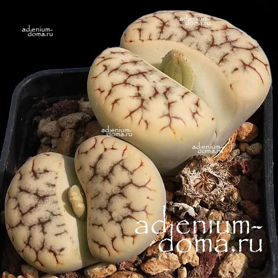 Lithops GRACILIDELINEATA Литопс тонкоочерченный Грацилиделиниата 3