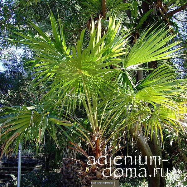 Livistona AUSTRALIS Southern Fan Palm Ливистона Аустралис южная веерная пальма 1