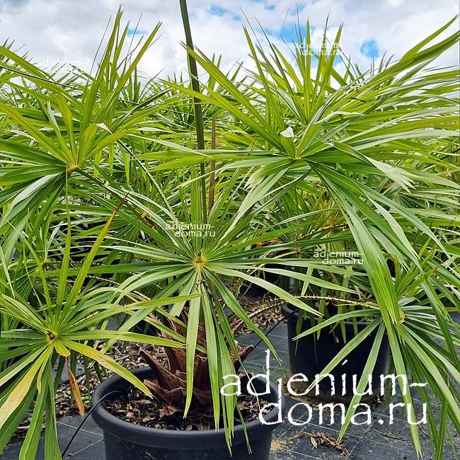 Livistona AUSTRALIS Southern Fan Palm Ливистона Аустралис южная веерная пальма 2