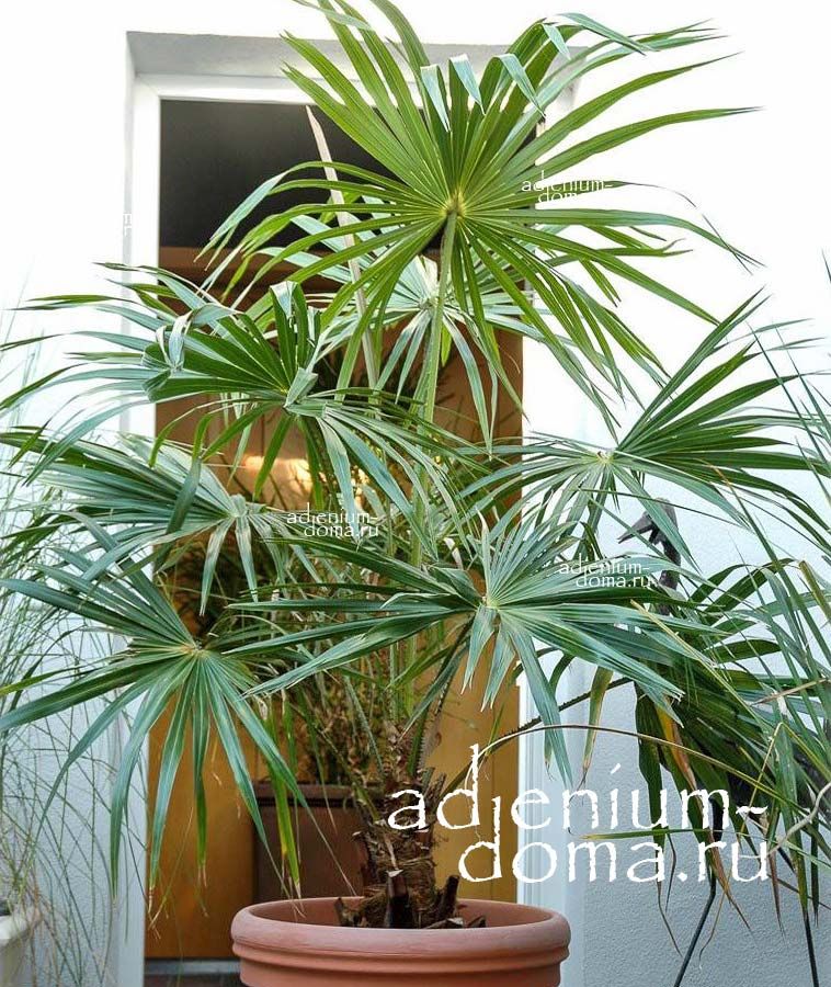 Livistona AUSTRALIS Southern Fan Palm Ливистона Аустралис южная веерная пальма 3