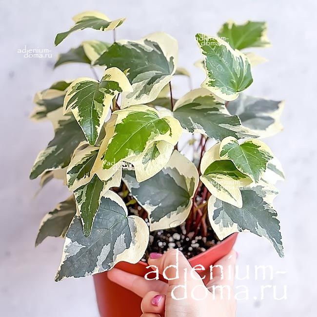 Algerian ivy ALGERIENSIS Hedera CANARIENSIS VARIEGATA Плющ канарский вариегатный алжирский Хедера пестролистная 3