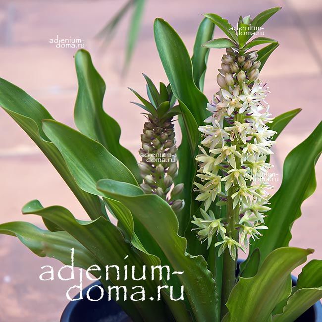 Eucomis COMOSA Эукомис хохлатый Эвкомис Комоза Ананасная лилия Pineapple Lily 3