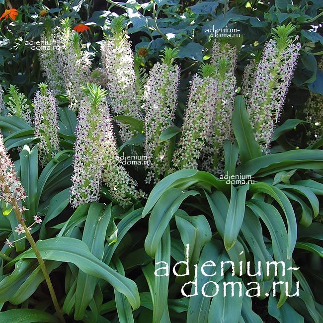 Eucomis COMOSA Эукомис хохлатый Эвкомис Комоза Ананасная лилия Pineapple Lily 2