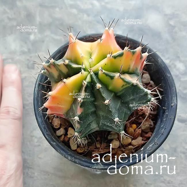 Растение Gymnocalycium MIHANOVICHII VARIEGATA Гимнокалициум Михановича пестрый Вариегата 1