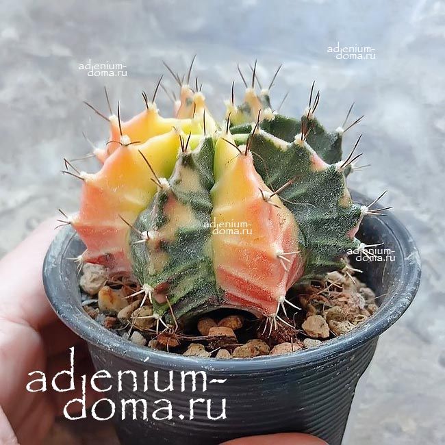 Растение Gymnocalycium MIHANOVICHII VARIEGATA Гимнокалициум Михановича пестрый Вариегата 2