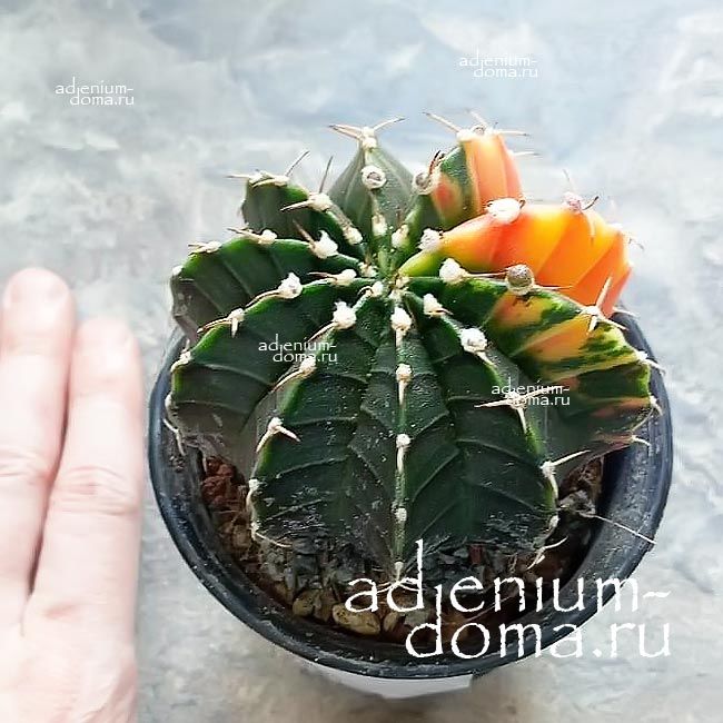 Растение Gymnocalycium MIHANOVICHII VARIEGATA Гимнокалициум Михановича пестрый Вариегата 2