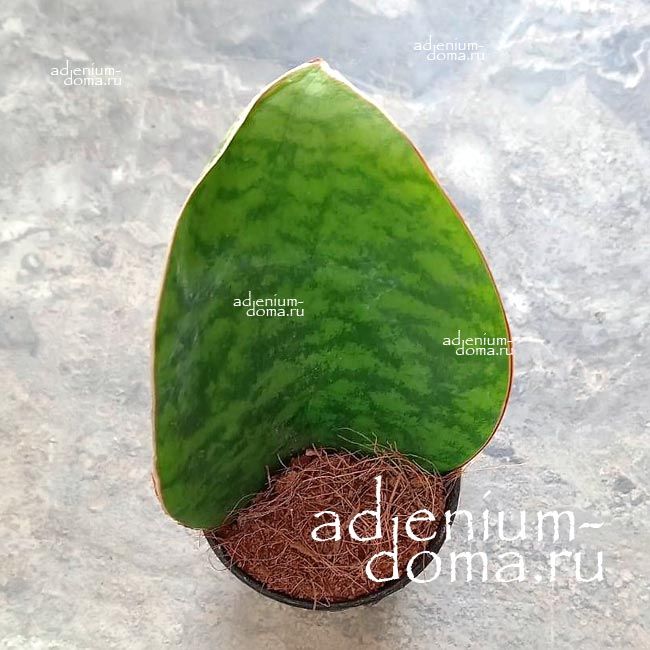 Растение Sansevieria MASONIANA VICTORIA BIG LEAF Сансевиерия Биг Лиф Сансевьера Масониана Виктория 3