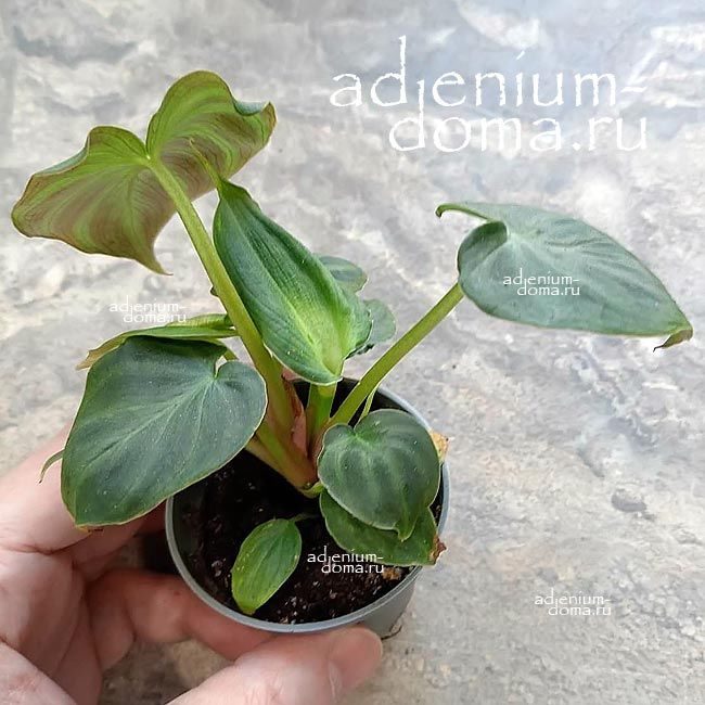 Растение Philodendron EL CHOCO RUBRIJUVENILE Филодендрон Эль Чоко 3