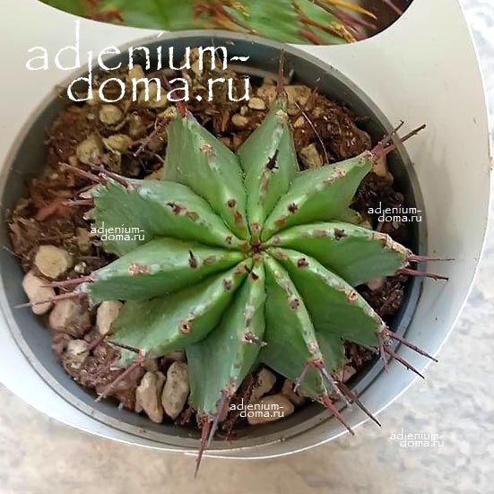 Растение Euphorbia HORRIDA ALBA Молочай ощетиненный белый Эуфорбия Хоррида Альба 2