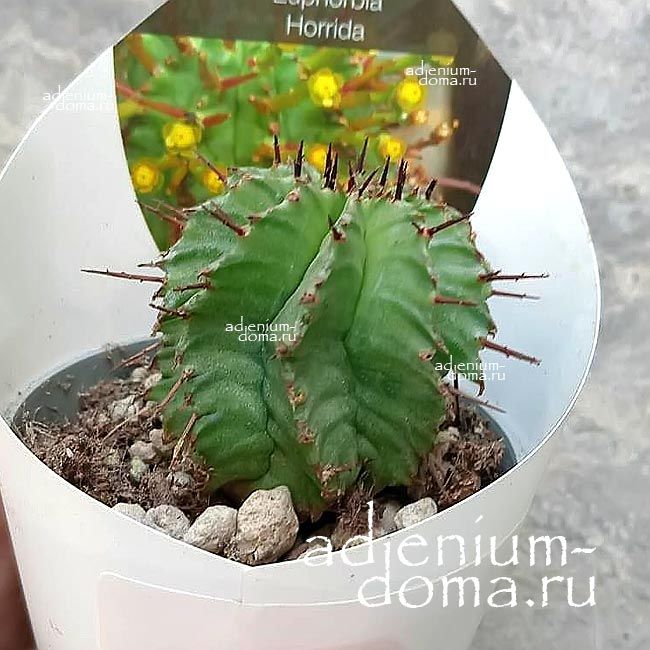 Растение Euphorbia HORRIDA ALBA Молочай ощетиненный белый Эуфорбия Хоррида Альба 3