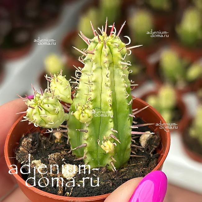 Растение Euphorbia HORRIDA ALBA Молочай ощетиненный белый Эуфорбия Хоррида Альба 3